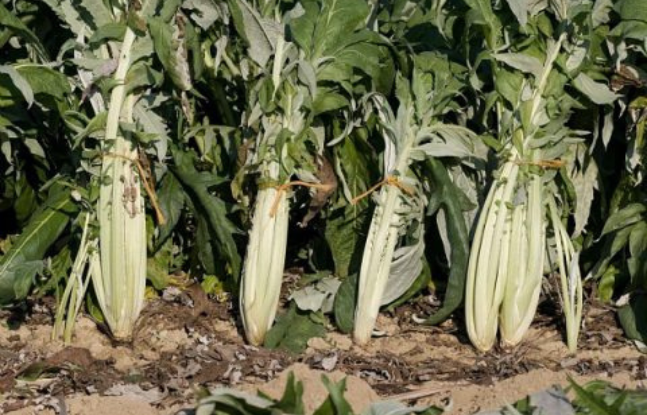 Riscopriamo il cardo
