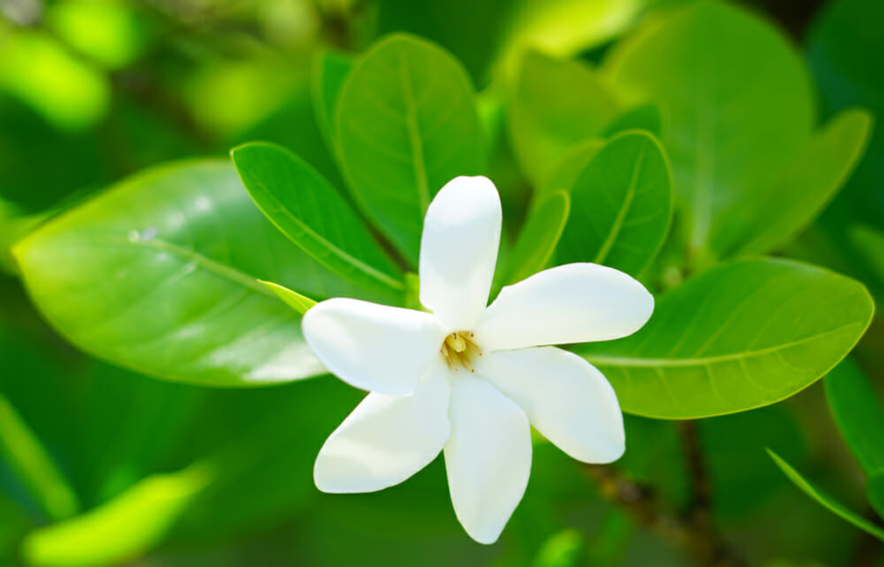 Impariamo dal Fiore di Tiare’