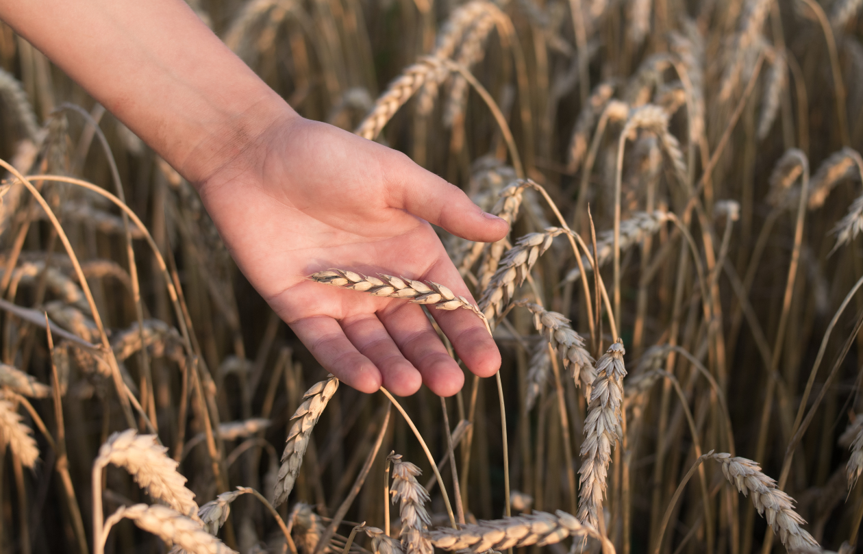 Il farro e la sua resilienza