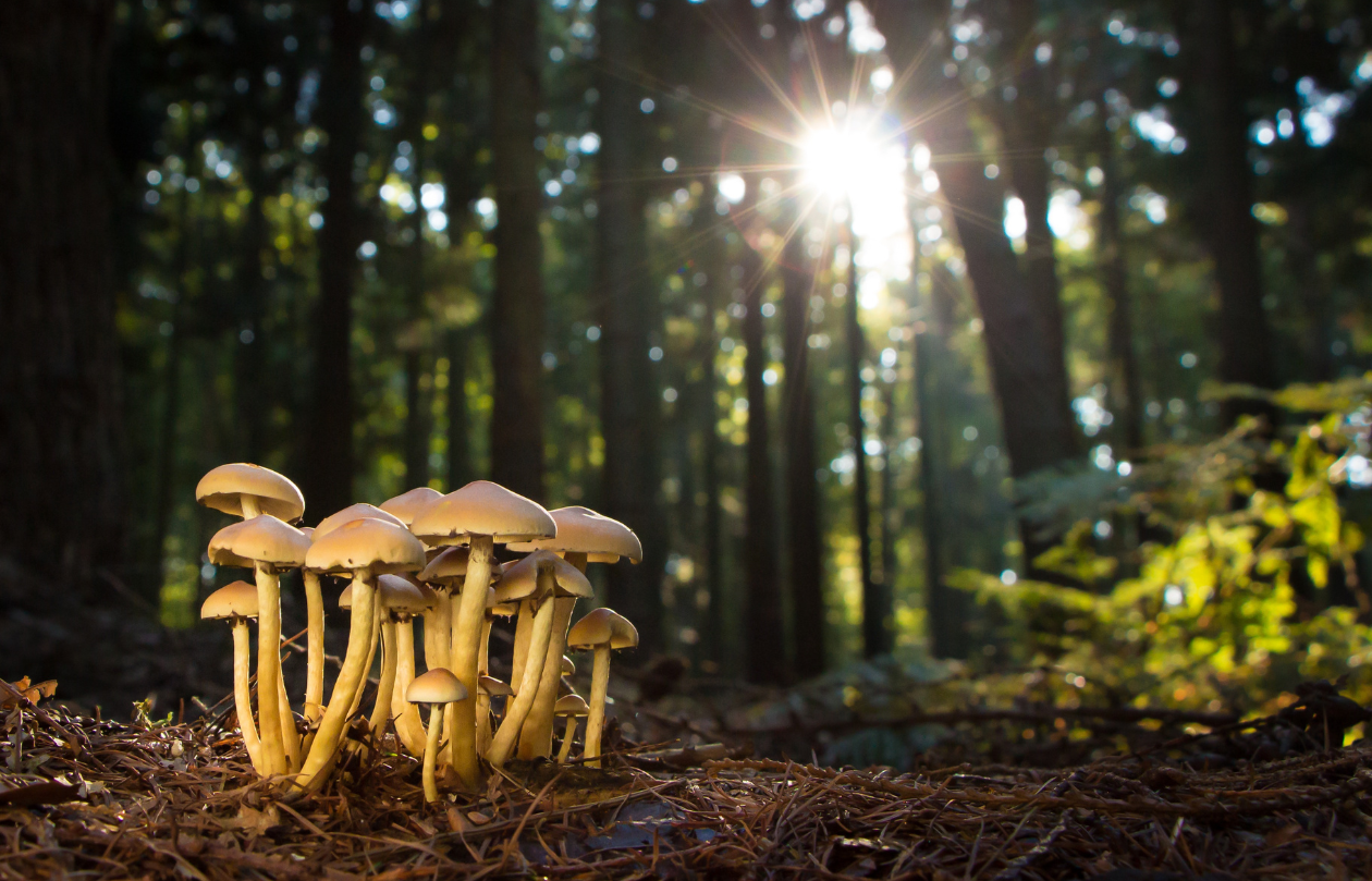 I funghi e il loro mondo